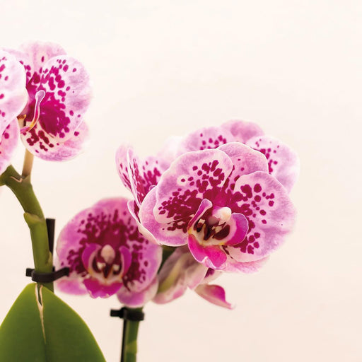Lilla Pink Phalaenopsis Orkidé Og Dens Guldplantekasse - H35Cm, Ø9Cm - Blomstrende Indendørs Plante