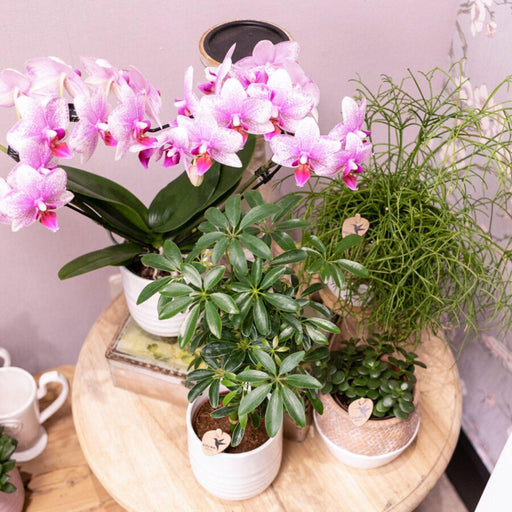 Pink Phalaenopsis Orchid - Rotterdam Mineral