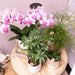 Pink Phalaenopsis Orchid - Rotterdam Mineral