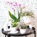 Pink Phalaenopsis Orchid - Rotterdam Mineral
