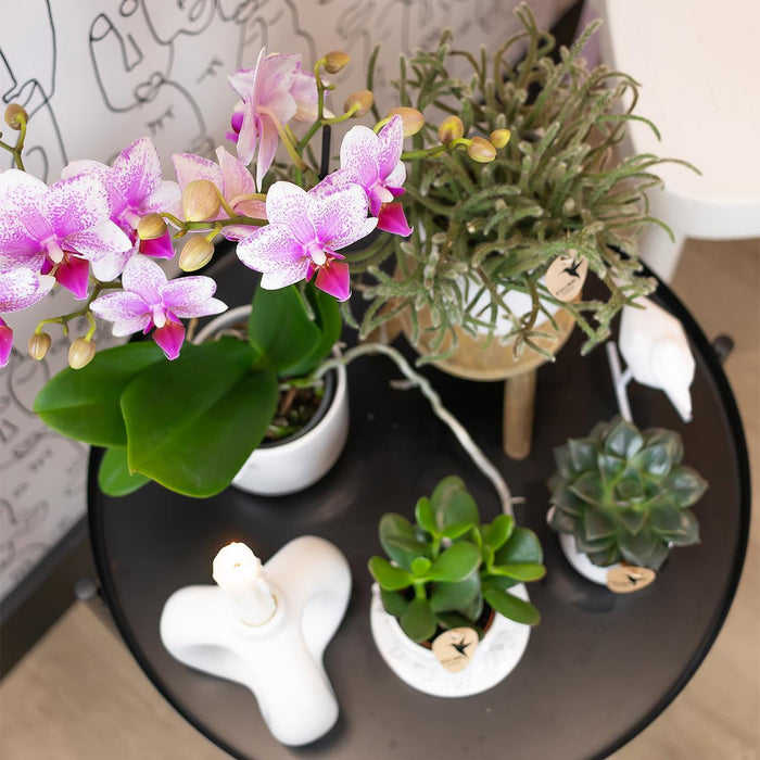 Pink Phalaenopsis Orchid - Rotterdam Mineral