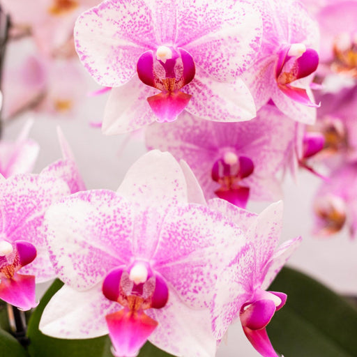 Pink Phalaenopsis Orchid - Rotterdam Mineral