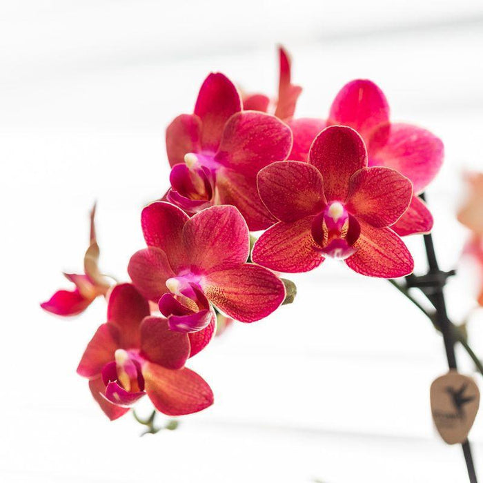 Rød Phalaenopsis Orkidé Med Keramisk Potte