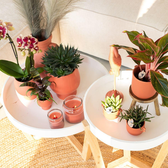 Phalaenopsis Spanien Orchid In Pot Terracotta Scandic