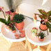 Phalaenopsis Spanien Orchid In Pot Terracotta Scandic