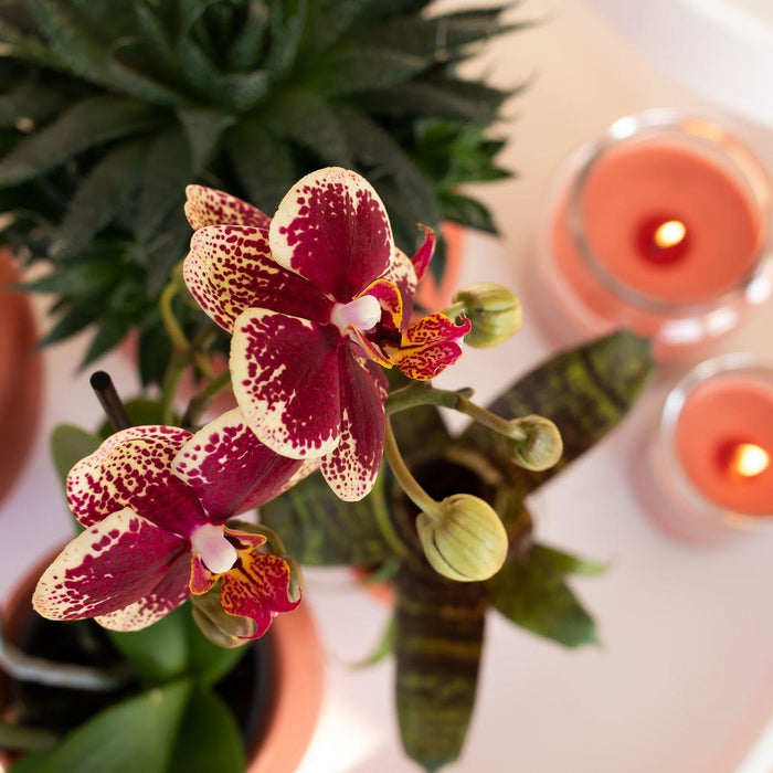 Phalaenopsis Spanien Orchid In Pot Terracotta Scandic