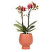 Phalaenopsis Spanien Orchid In Pot Terracotta Scandic