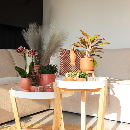 Phalaenopsis Spanien Orchid In Pot Terracotta Scandic