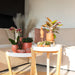 Phalaenopsis Spanien Orchid In Pot Terracotta Scandic