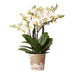 Hvid Phalaenopsis Orkidé | Lausanne | Stueplante