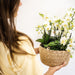 Hvid Phalaenopsis Orkidé | Lausanne | Stueplante