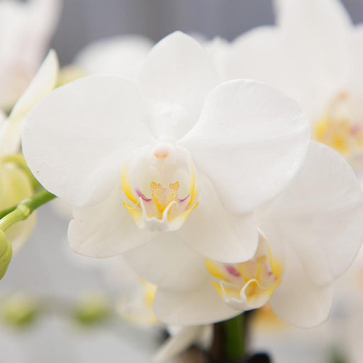 Hvid Phalaenopsis Orchid - Face-2-Face Silver Pot