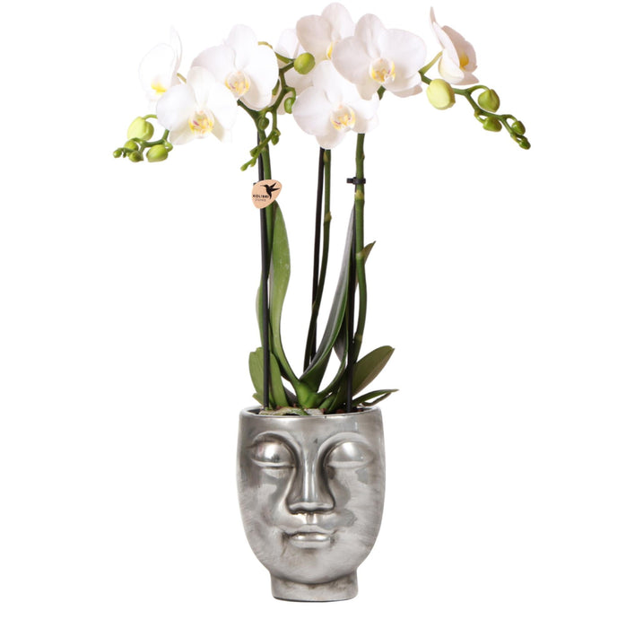 Hvid Phalaenopsis Orchid - Face-2-Face Silver Pot