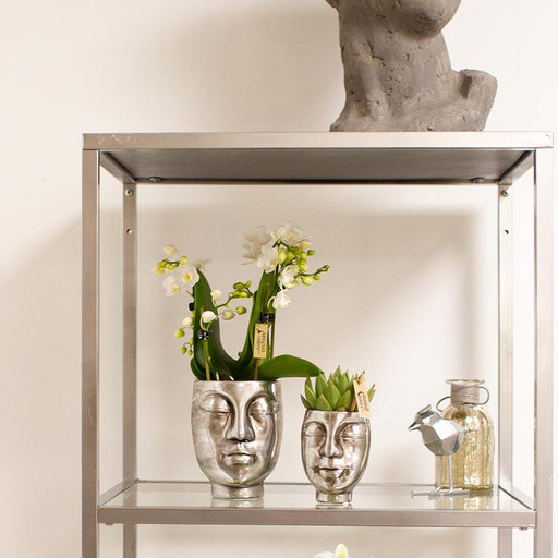 Hvid Phalaenopsis Orchid - Face-2-Face Silver Pot