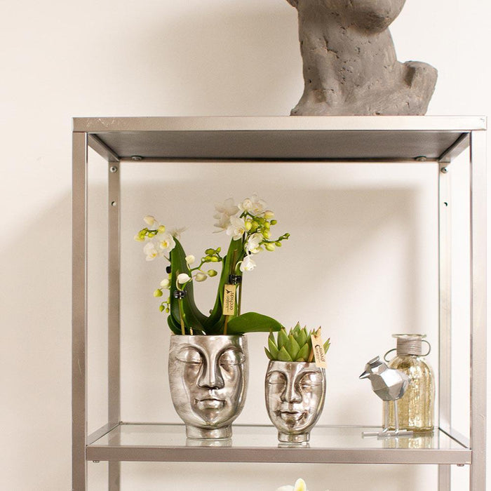 Hvid Phalaenopsis Orchid - Face-2-Face Silver Pot