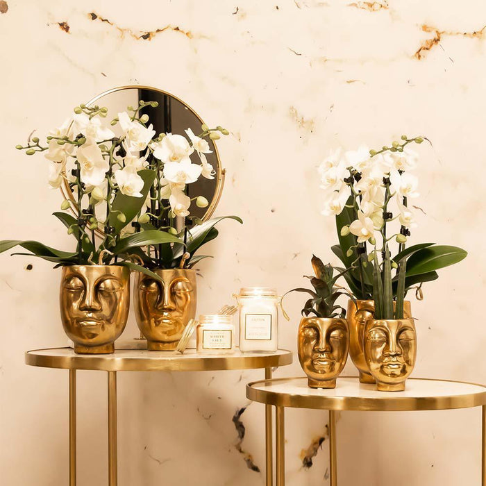Hvid Phalaenopsis Orkidé Med Face-2-Face Guldpotte