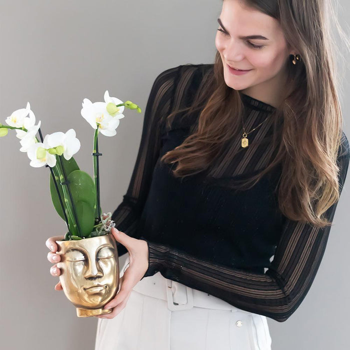 Hvid Phalaenopsis Orkidé Med Face-2-Face Guldpotte