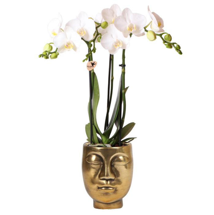 Hvid Phalaenopsis Orkidé Med Face-2-Face Guldpotte