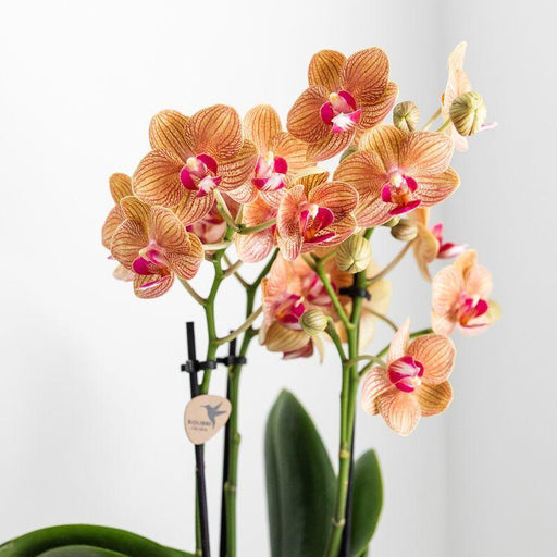 Hvid Phalaenopsis Orkidé Med Frodig Gryde