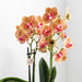 Hvid Phalaenopsis Orkidé Med Frodig Gryde