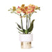 Hvid Phalaenopsis Orkidé Med Frodig Gryde
