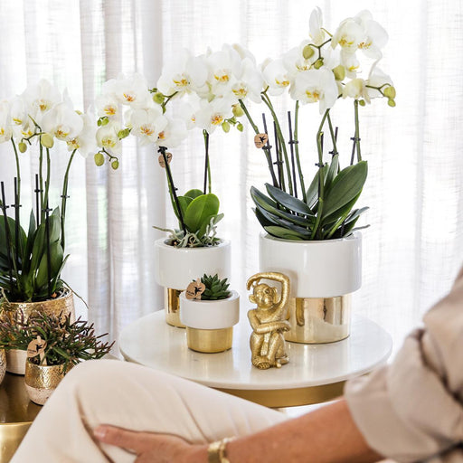 Hvid Phalaenopsis Orkidé Med Frodig Gryde