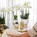 Hvid Phalaenopsis Orkidé Med Frodig Gryde