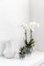 Hvid Phalaenopsis Orchid I Sky Pot