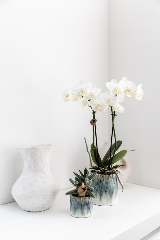 Hvid Phalaenopsis Orchid I Sky Pot