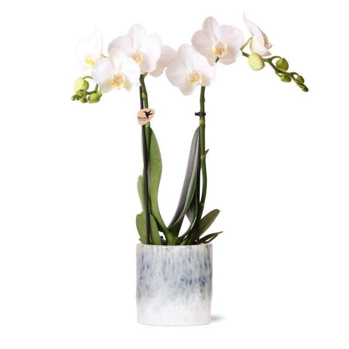 Hvid Phalaenopsis Orchid I Sky Pot