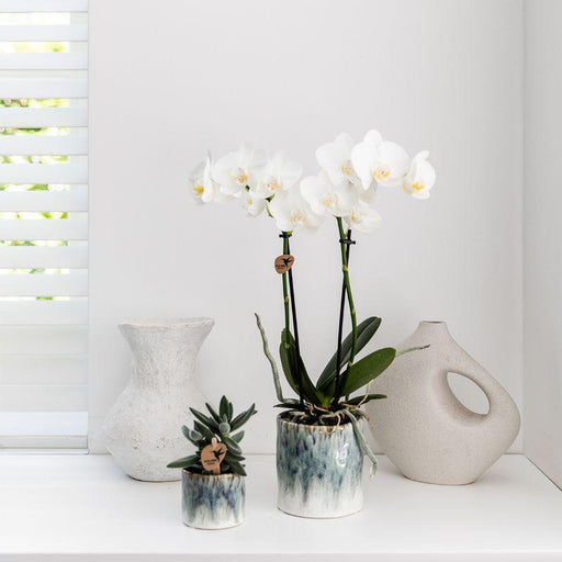 Hvid Phalaenopsis Orchid I Sky Pot