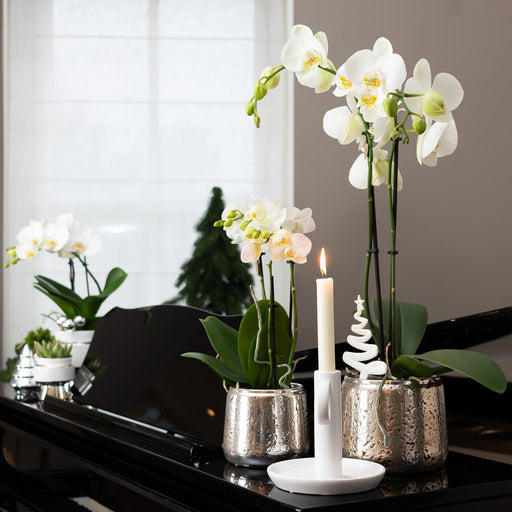 Hvid Phalaenopsis Orkidé I Sølvpotte Amabilis