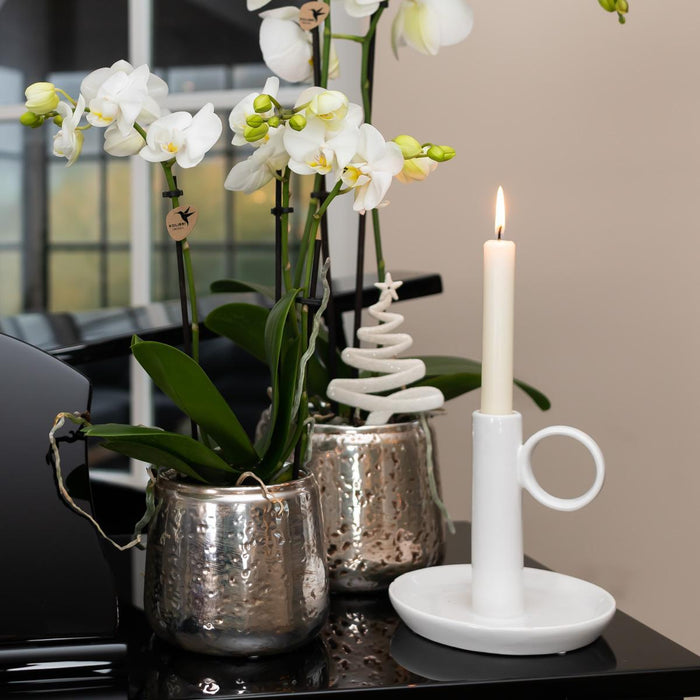 Hvid Phalaenopsis Orkidé I Sølvpotte Amabilis