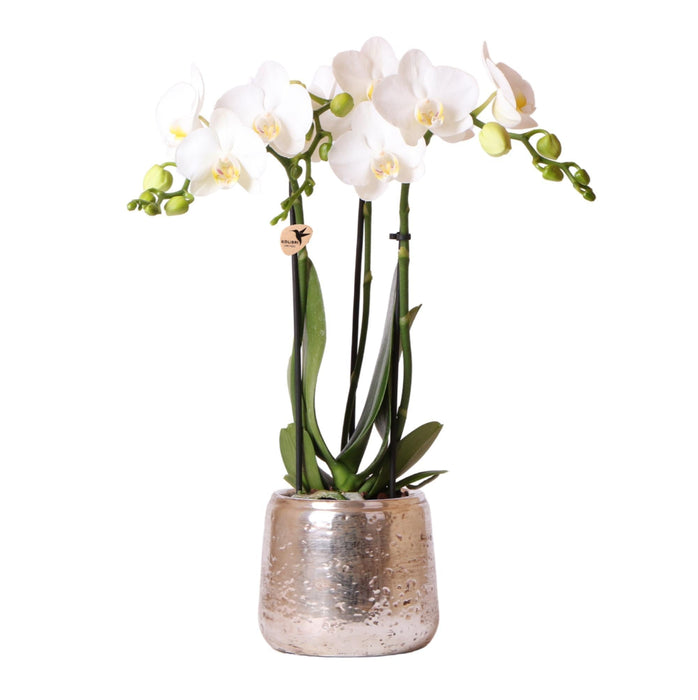 Hvid Phalaenopsis Orkidé I Sølvpotte Amabilis
