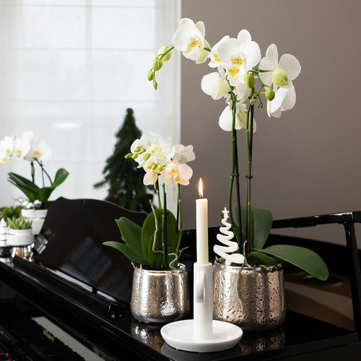 Hvid Phalaenopsis Orkidé I Sølvpotte Amabilis