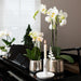 Hvid Phalaenopsis Orkidé I Sølvpotte Amabilis