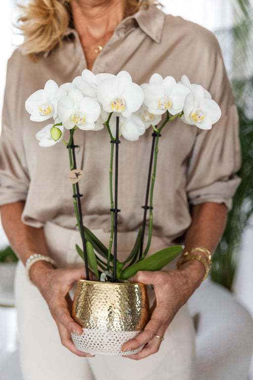 Hvid Phalaenopsis Orkidé I Elite Gold Pot