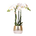 Hvid Phalaenopsis Orkidé I Elite Gold Pot