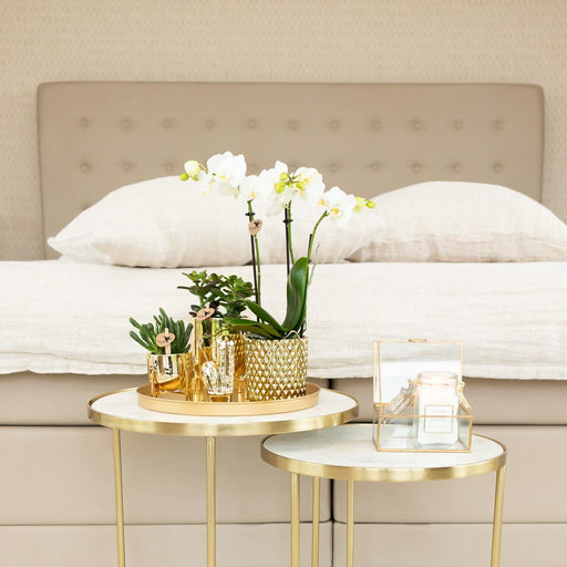 Hvid Phalaenopsis Orchid Pot Guld Diamant