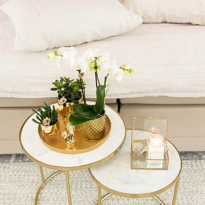 Hvid Phalaenopsis Orchid Pot Guld Diamant