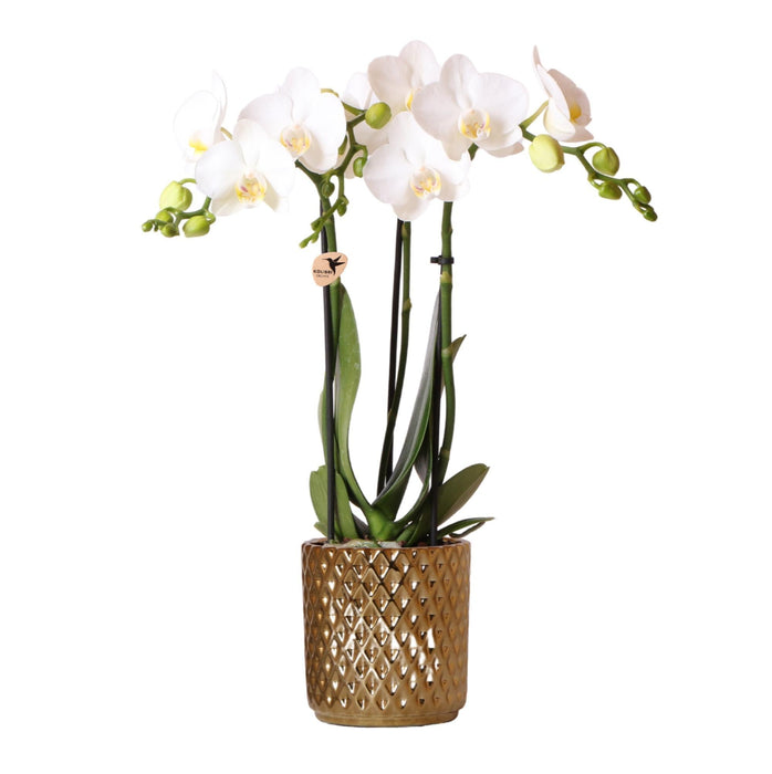 Hvid Phalaenopsis Orchid Pot Guld Diamant