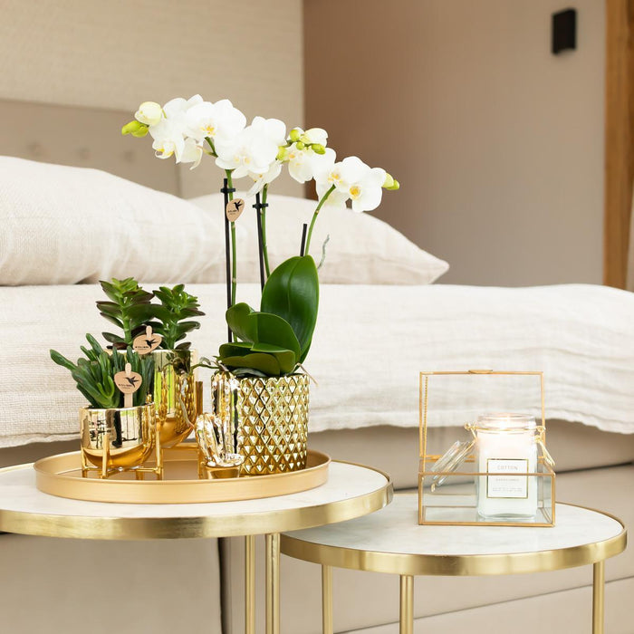 Hvid Phalaenopsis Orchid Pot Guld Diamant