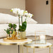 Hvid Phalaenopsis Orchid Pot Guld Diamant