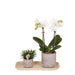 Phalaenopsis Orchid I Jaguar Potter Og Bambus Bakke
