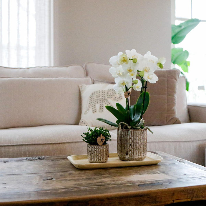 Phalaenopsis Orchid I Jaguar Potter Og Bambus Bakke