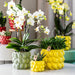Gul Phalaenopsis Orkidé I Citrusgrøn Dekorativ Potte