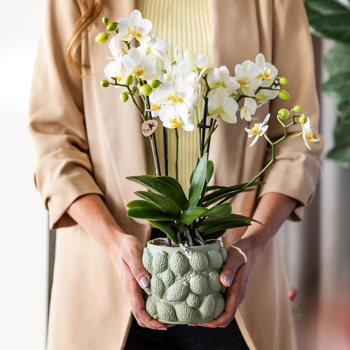 Gul Phalaenopsis Orkidé I Citrusgrøn Dekorativ Potte