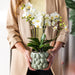 Gul Phalaenopsis Orkidé I Citrusgrøn Dekorativ Potte