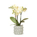 Gul Phalaenopsis Orkidé I Citrusgrøn Dekorativ Potte