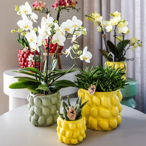 Gul Phalaenopsis Orkidé I Citrusgrøn Dekorativ Potte